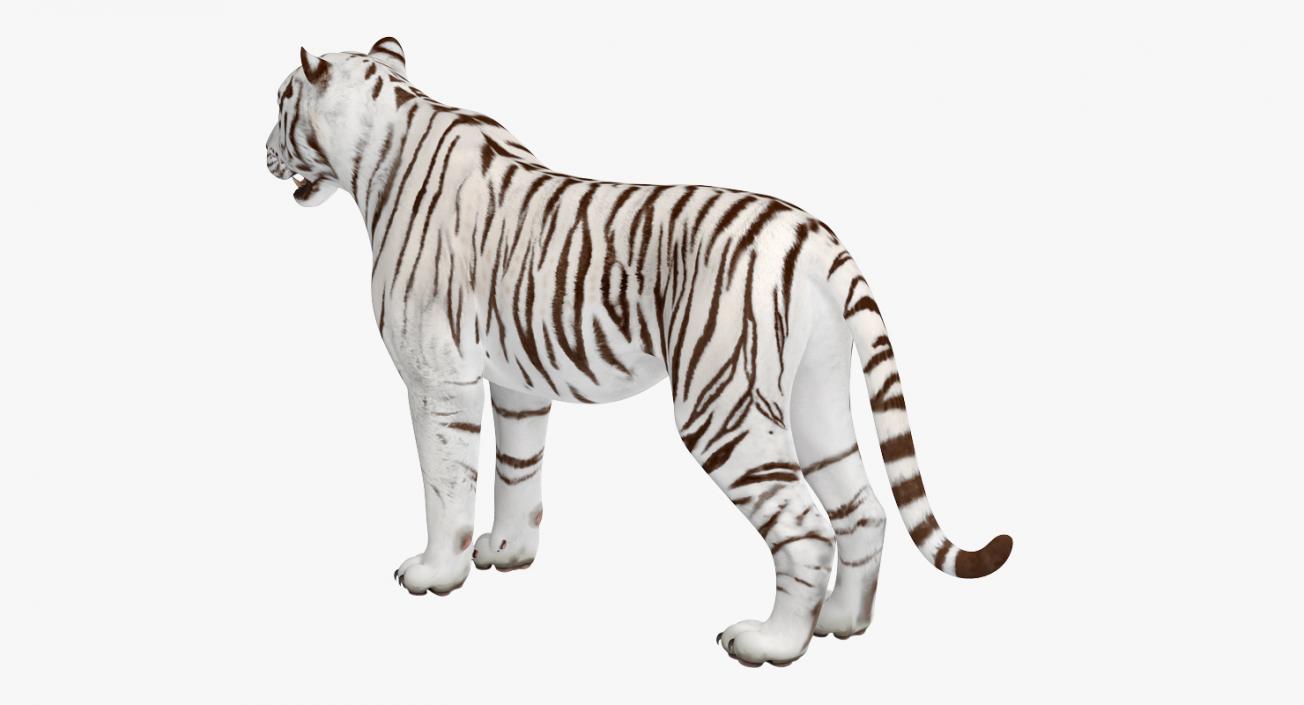 3D White Tiger Rigged model