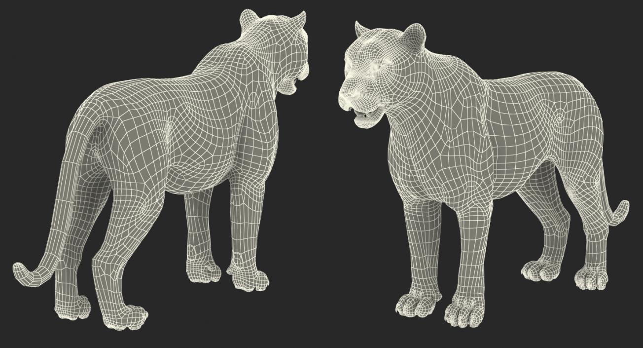 3D White Tiger Rigged model