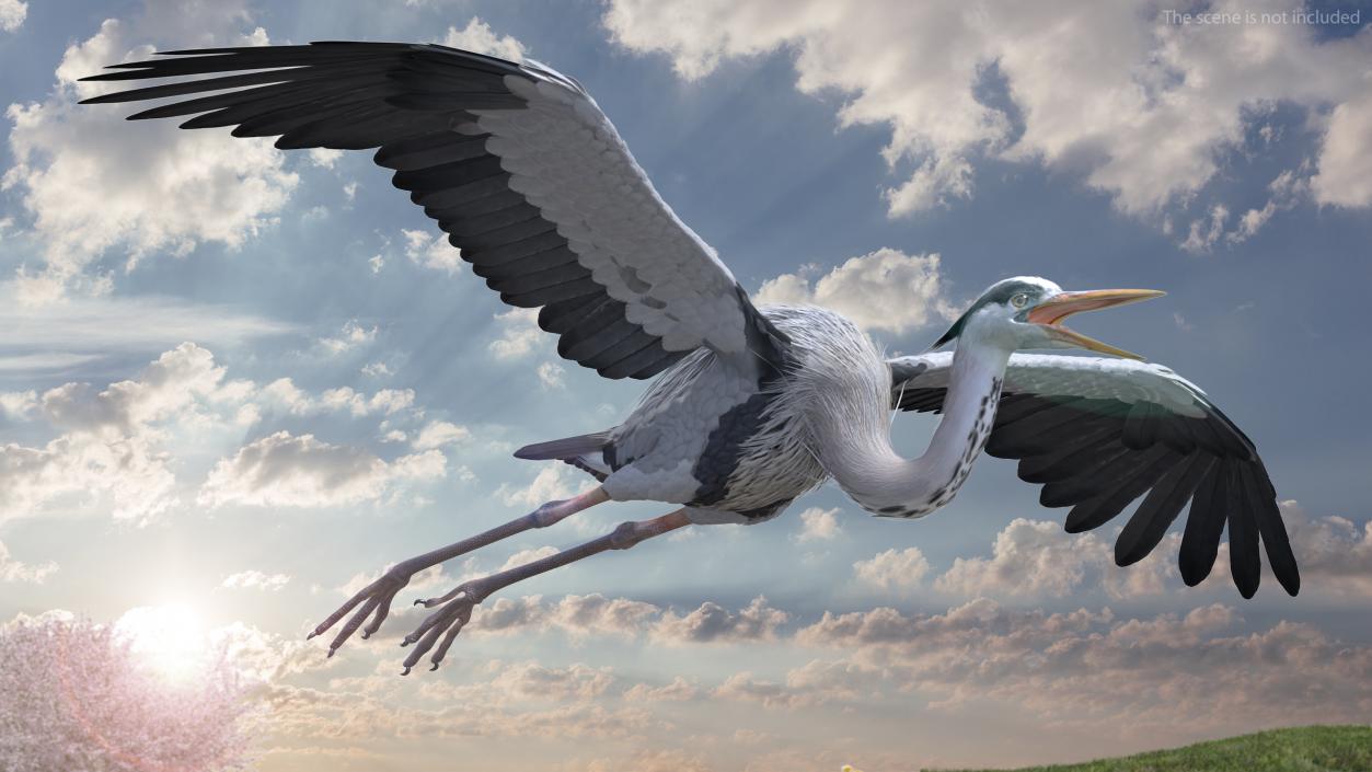 Grey Heron Rigged 3D