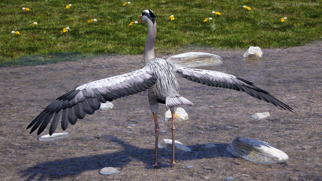 Grey Heron Rigged 3D