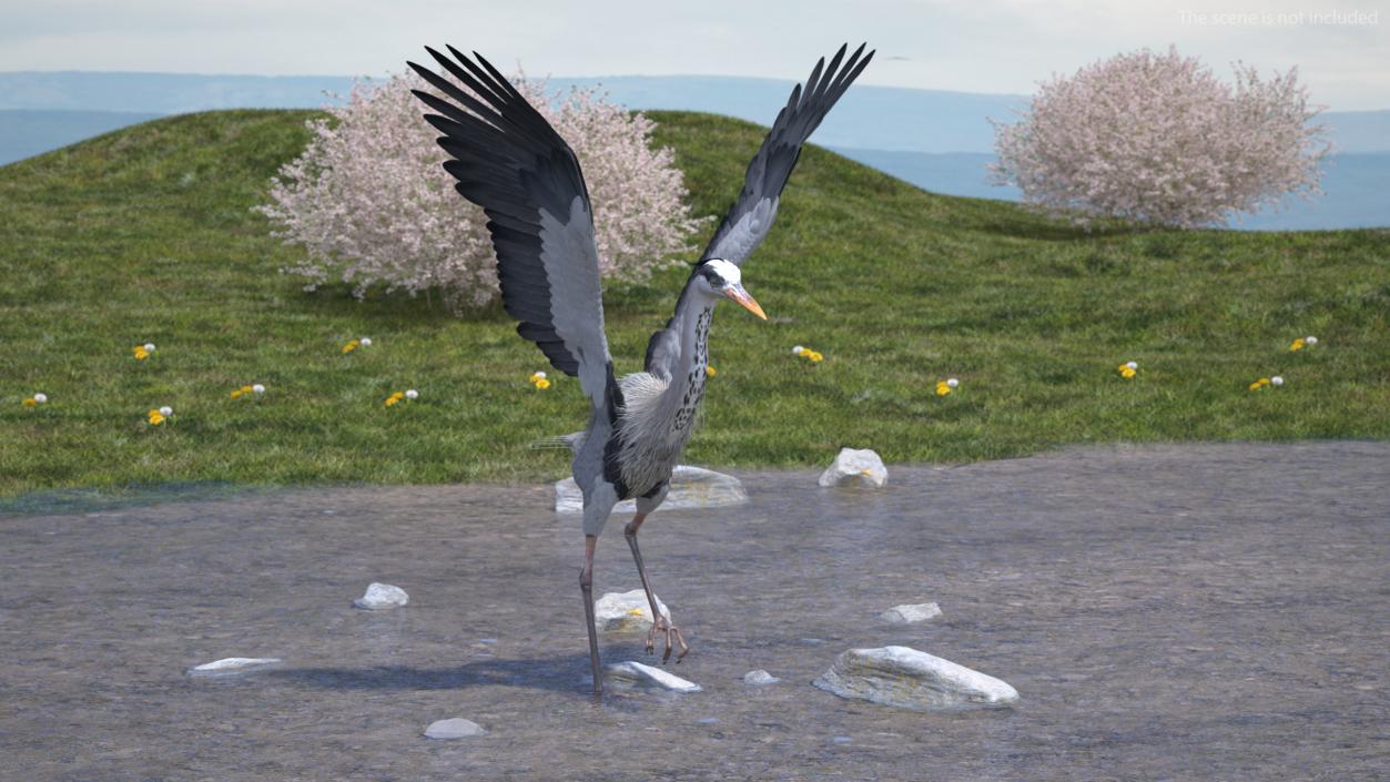 3D Grey Heron Rigged for Maya