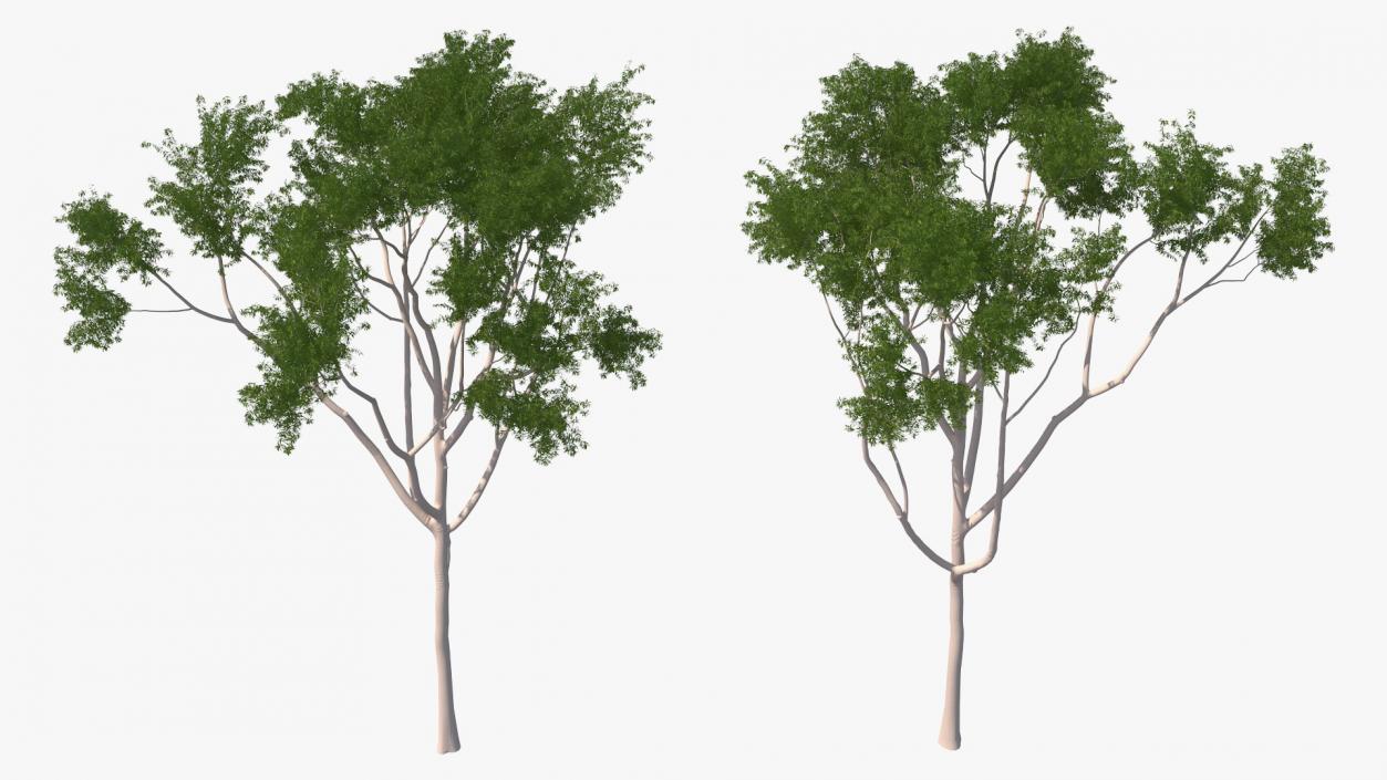 3D model Eucalyptus Tree