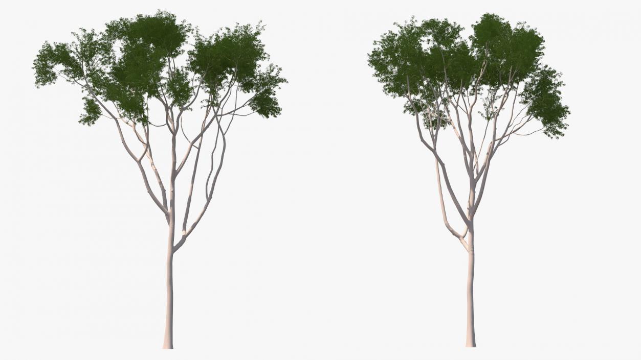 3D model Eucalyptus Tree
