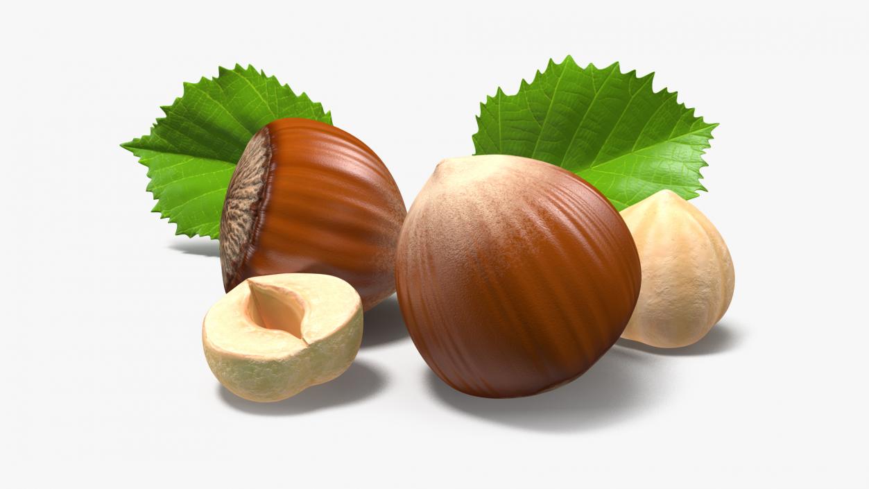 Hazelnut Leaves and Seed 3D model