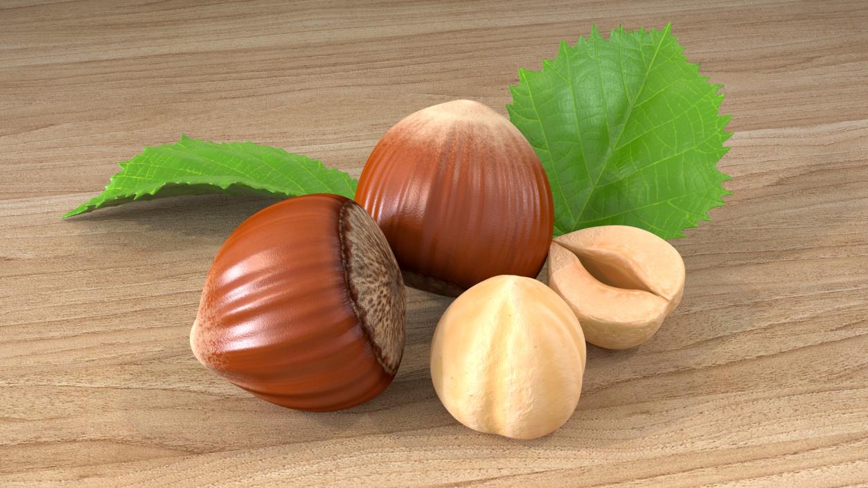 Hazelnut Leaves and Seed 3D model