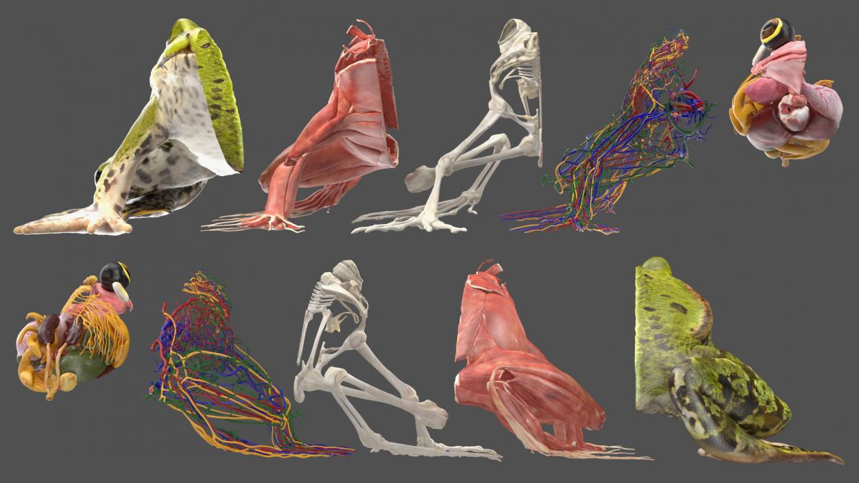 3D Complete Frog Body Anatomy
