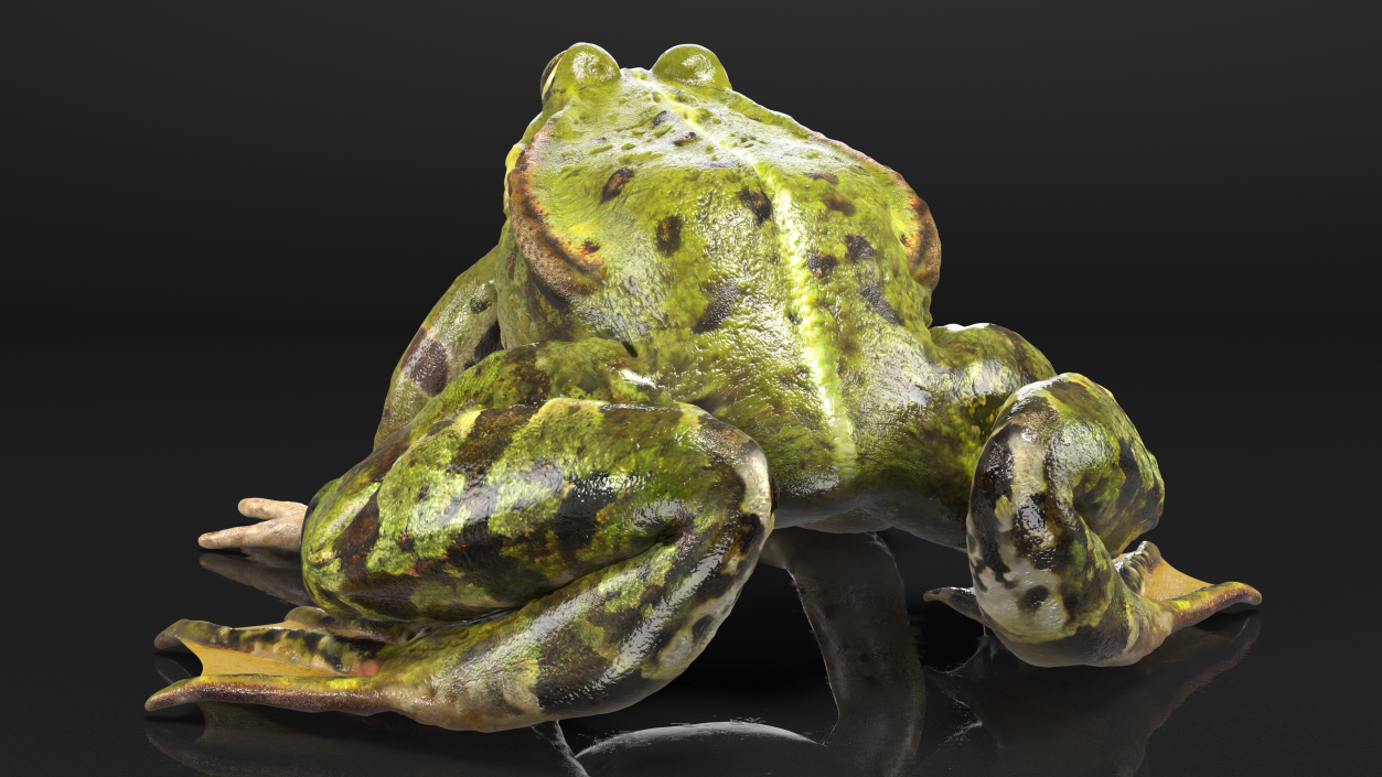 3D Complete Frog Body Anatomy