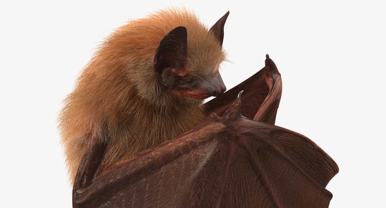 3D model Hanging Bat with Fur