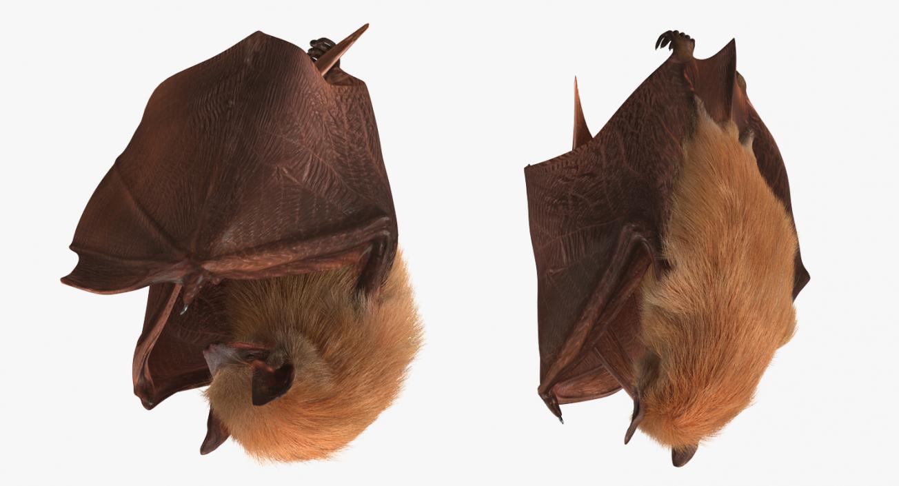3D model Hanging Bat with Fur