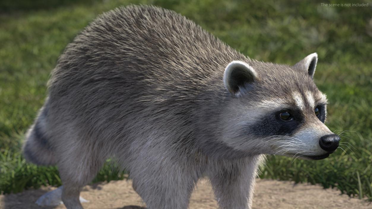3D Raccoon Fur Rigged model