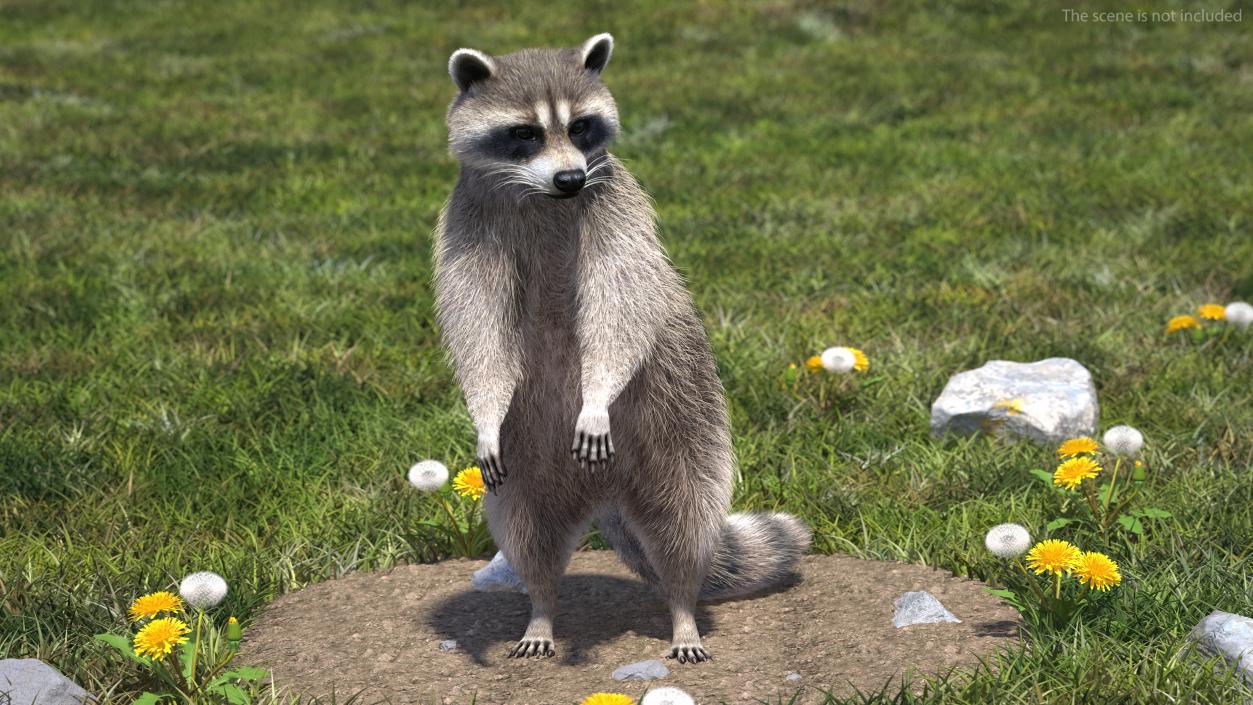 3D Raccoon Fur Rigged model