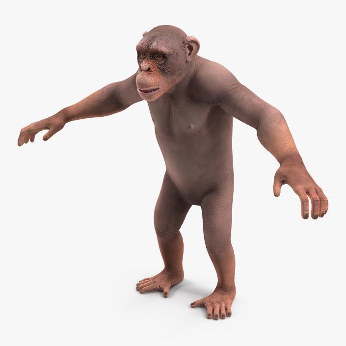 3D Light Chimpanzee
