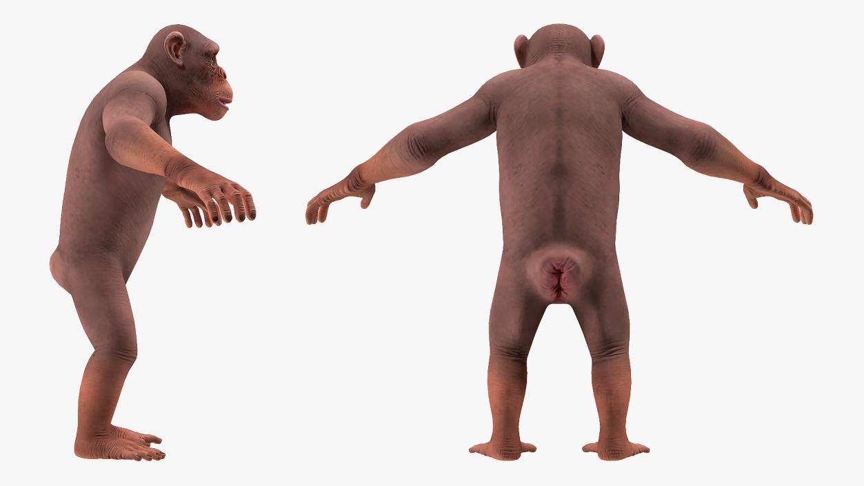 3D Light Chimpanzee