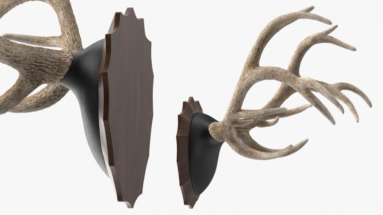 Red Deer Stag Antlers on a Wall Mount 3D