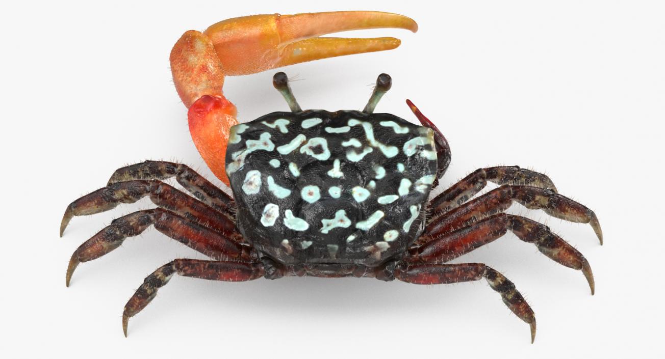3D Fiddler Crab with Fur