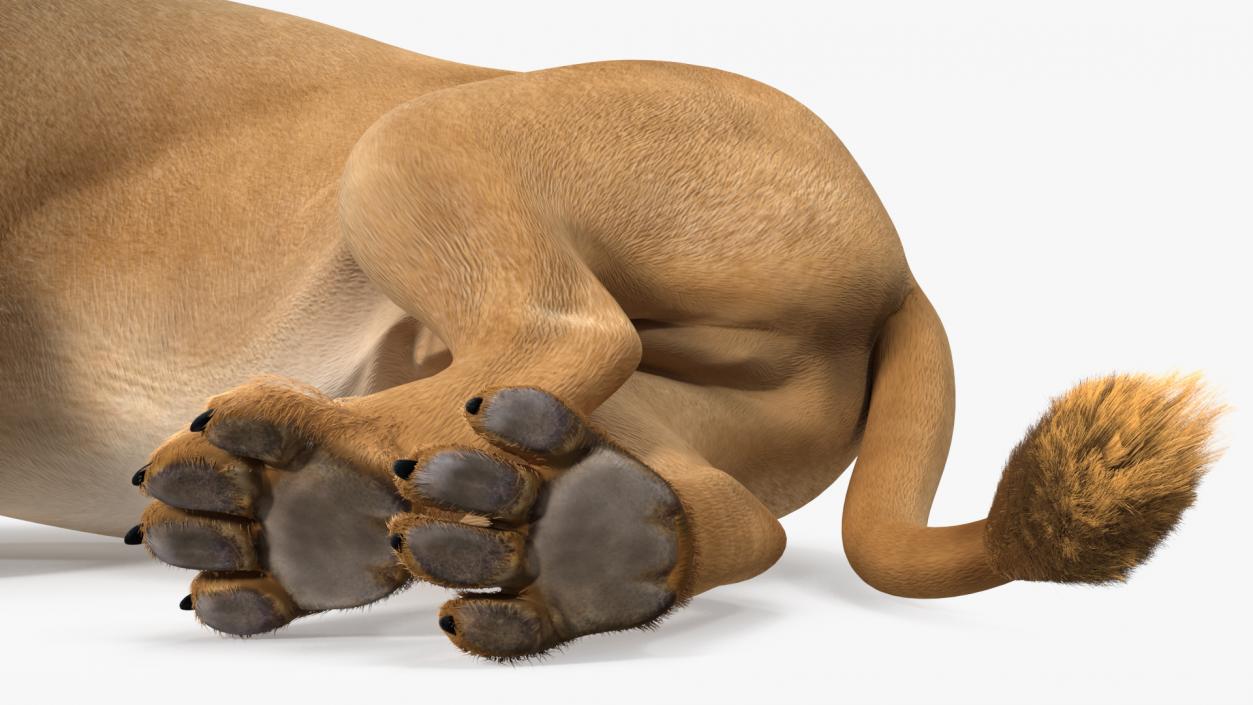 Lion Lying Pose Fur 3D model
