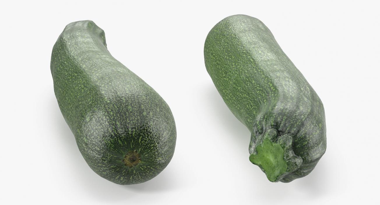 3D model Zucchini