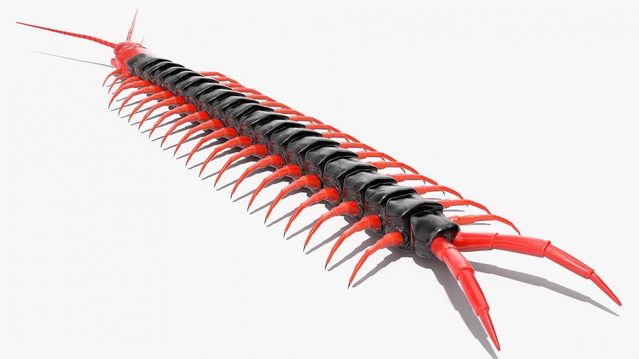 Scolopendra Subspinipes Mutilans Rigged 3D model
