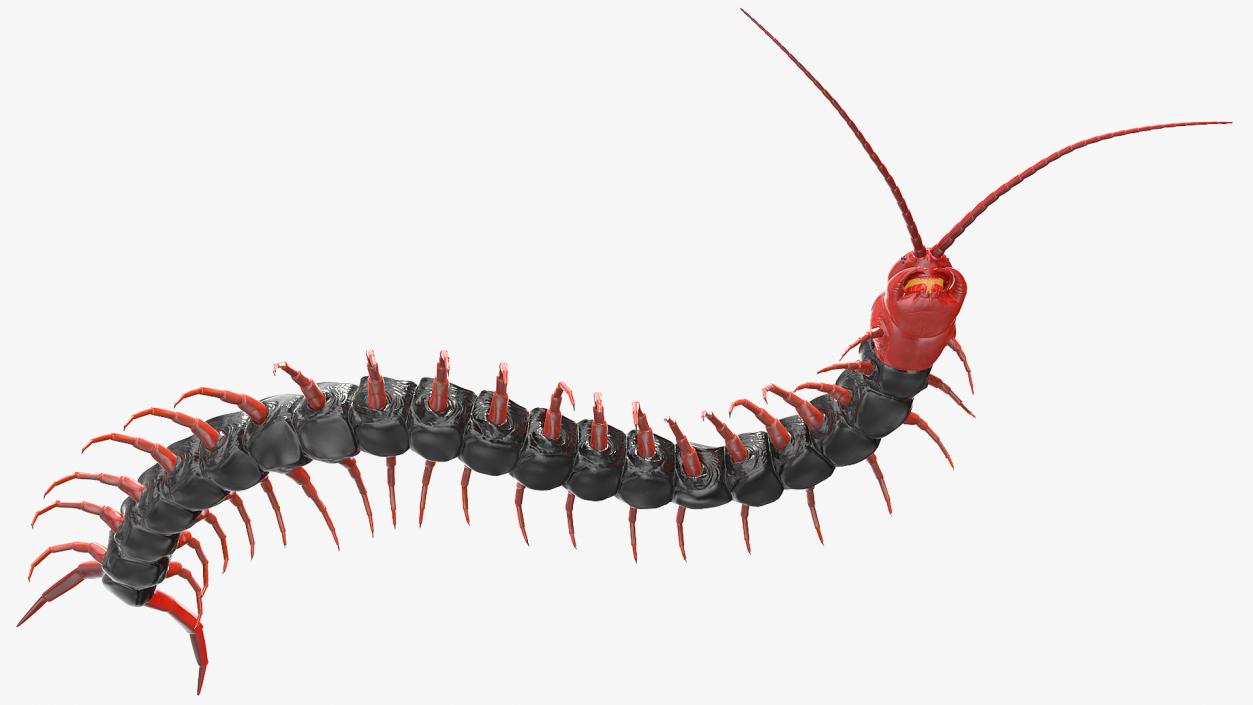 Scolopendra Subspinipes Mutilans Rigged 3D model