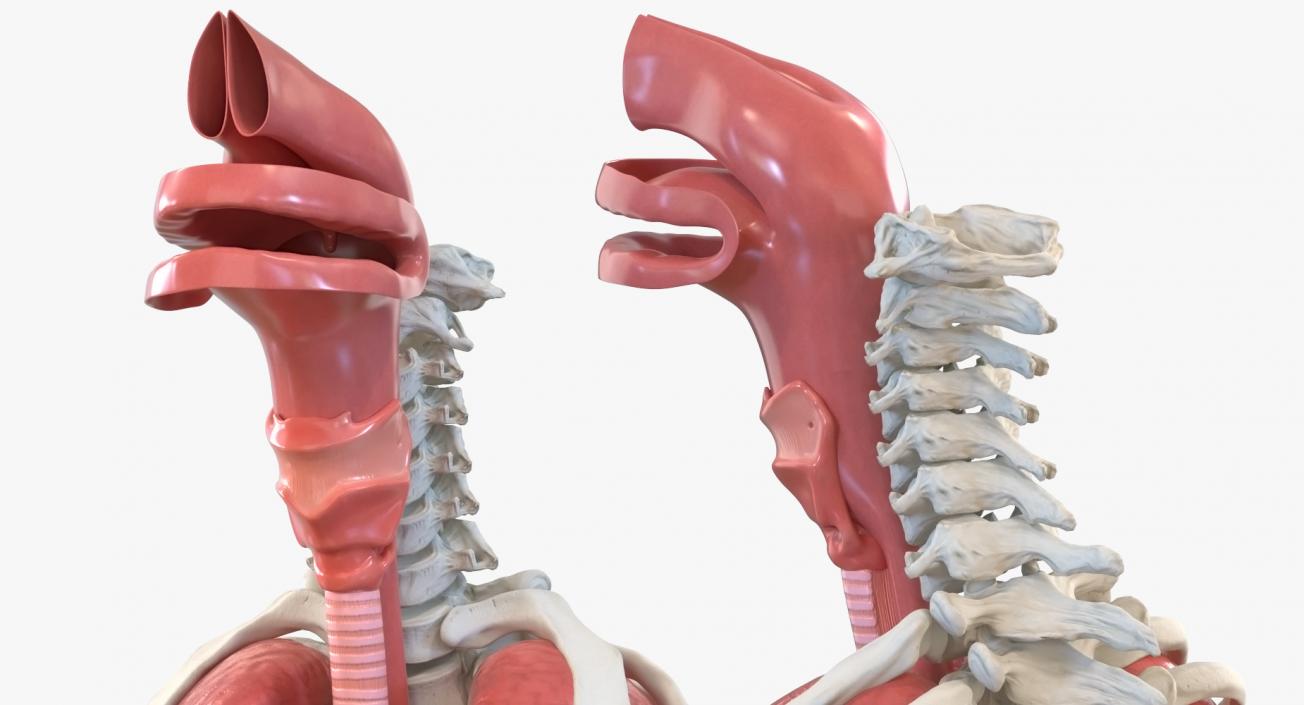 3D Male Ribcage with Respiratory System