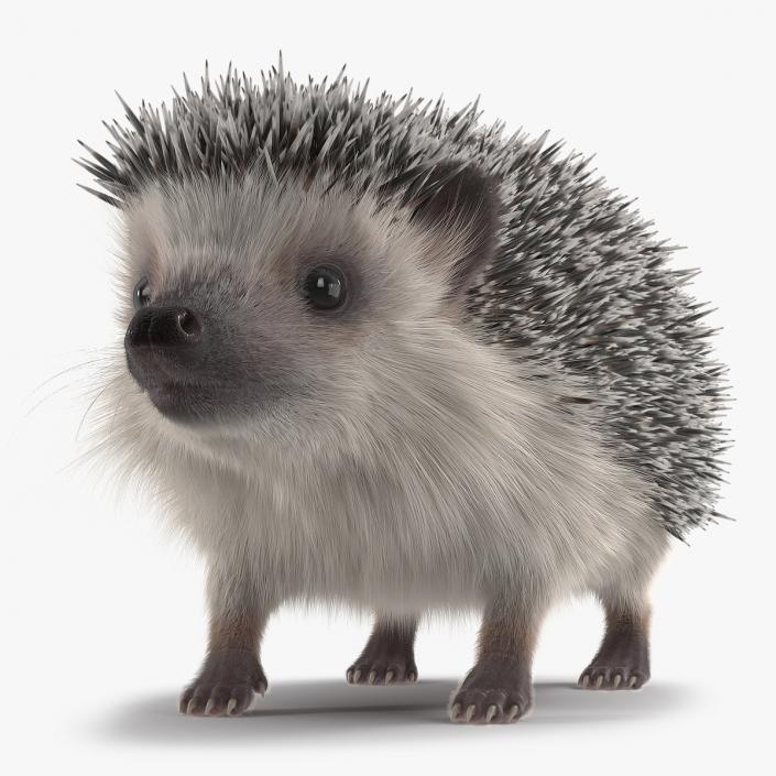 3D White Hedgehog Fur model