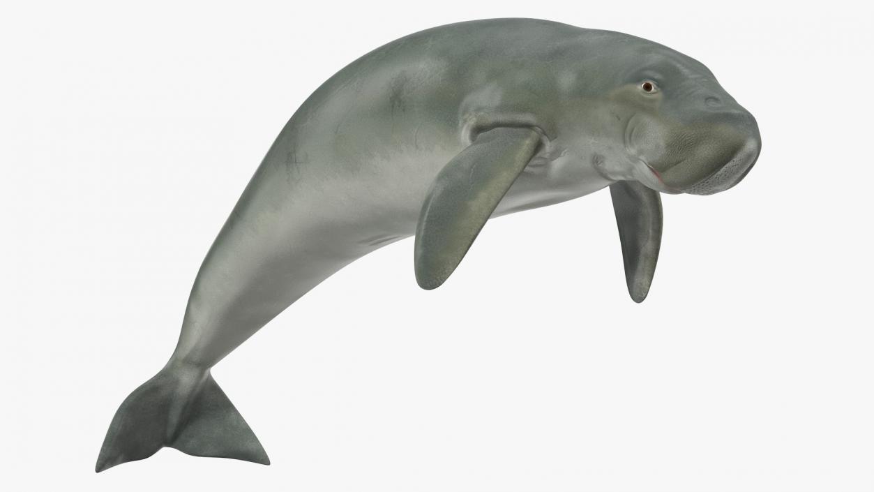 3D model Dugong Swimming Pose