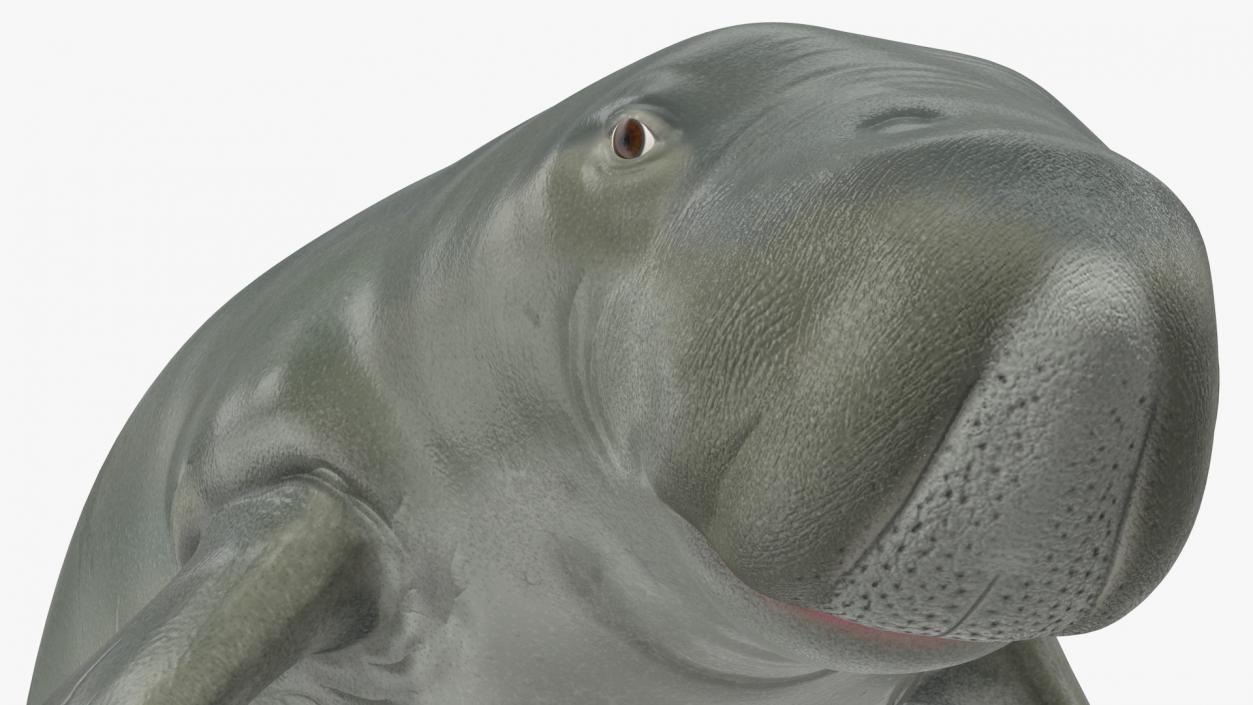 3D model Dugong Swimming Pose