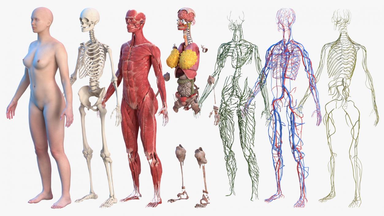 3D Complete Female Body Anatomy model
