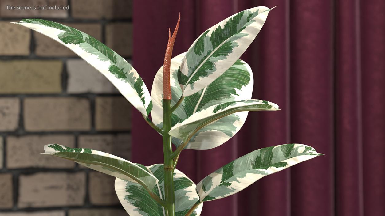 3D Ficus Elastica Variegata in Pot
