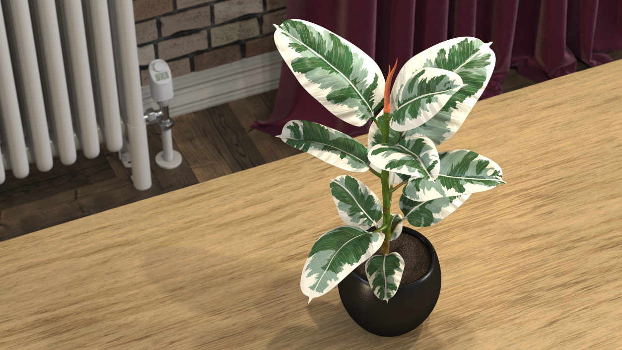 3D Ficus Elastica Variegata in Pot