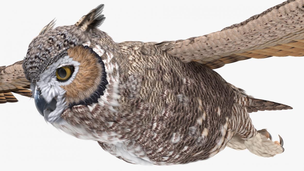 3D Great Horned Owl Flying Pose model