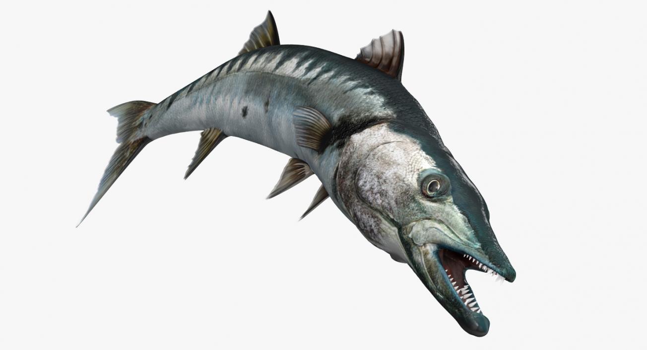 3D Barracuda Fish Rigged