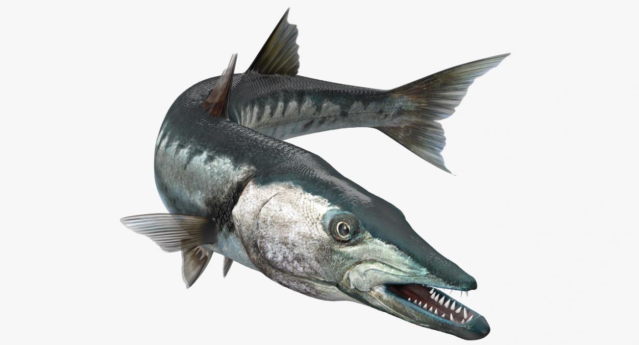 3D Barracuda Fish Rigged