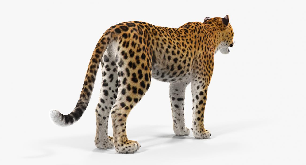 3D Leopard with Fur