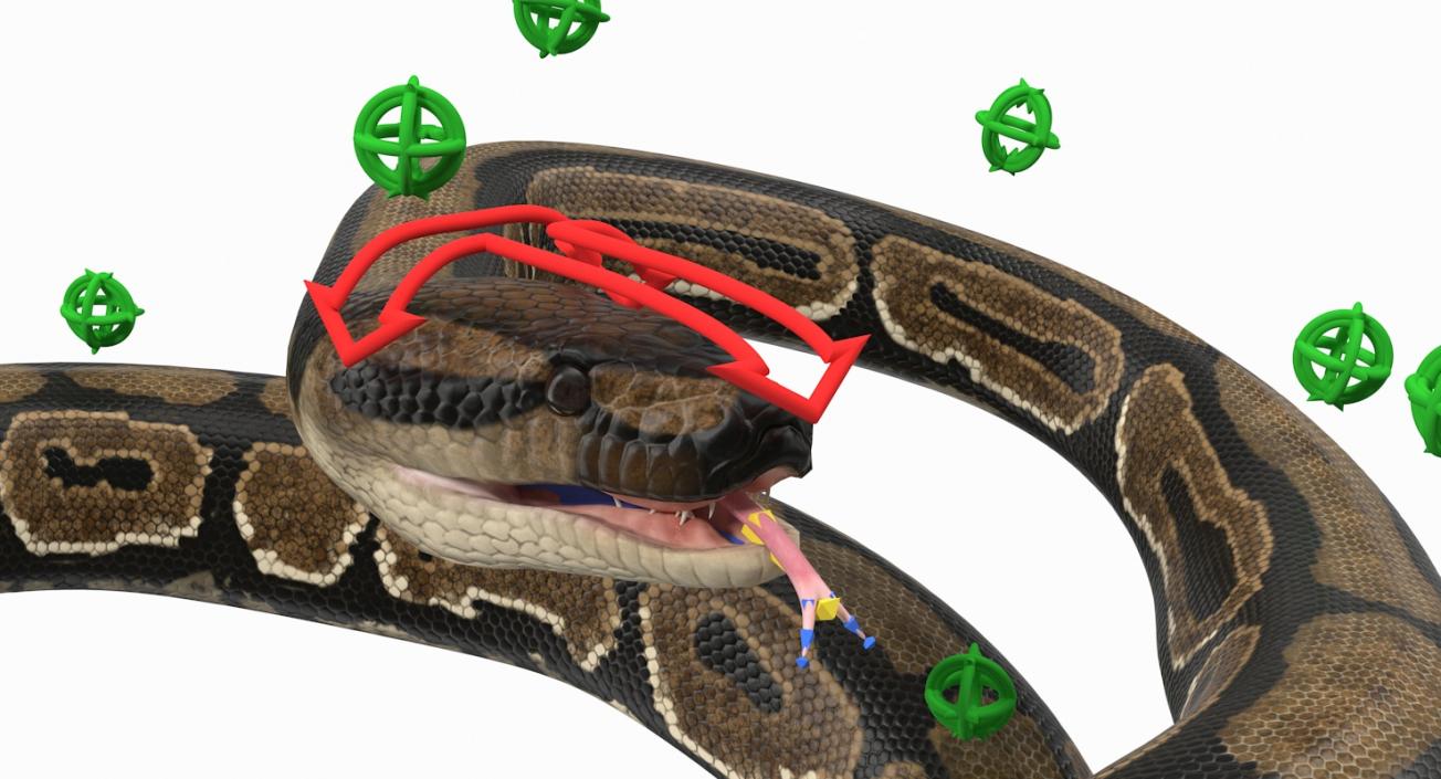 3D model Brown Python Snake Rigged