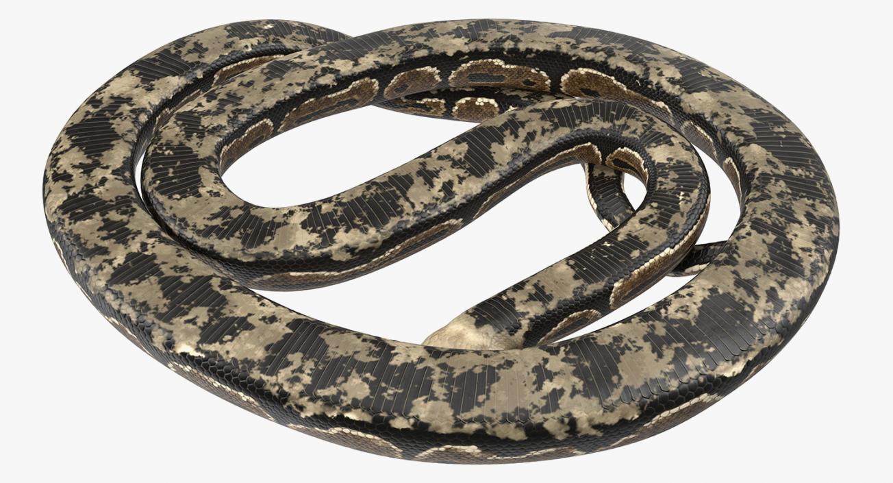 3D model Brown Python Snake Rigged