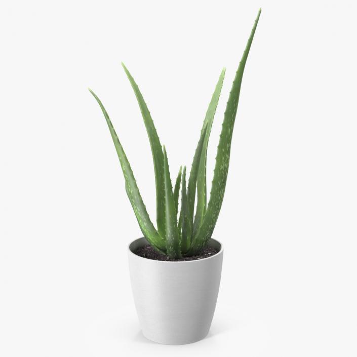 Aloe Pot Plant 3D model