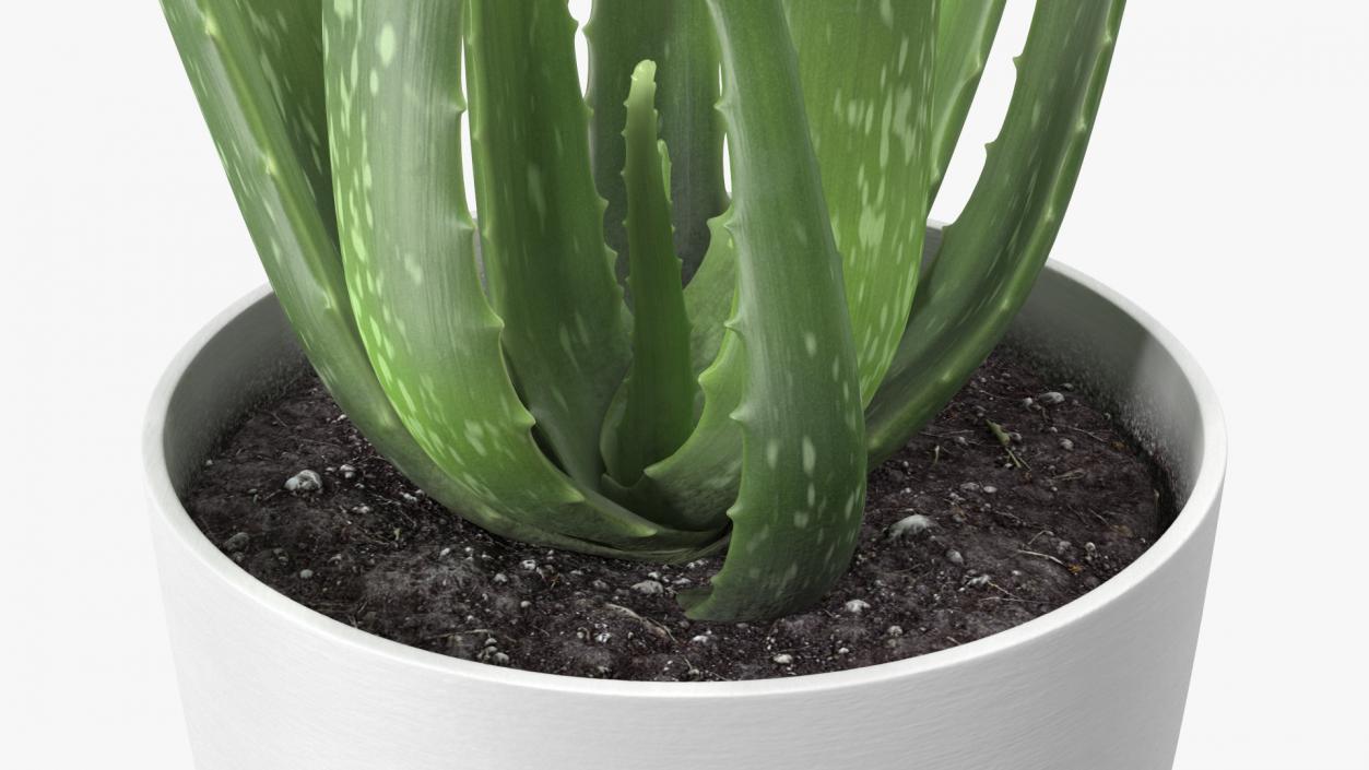 Aloe Pot Plant 3D model