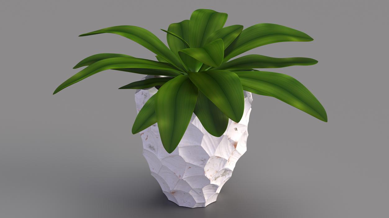 Cordyline Glauca in Modern Flower Pot 3D