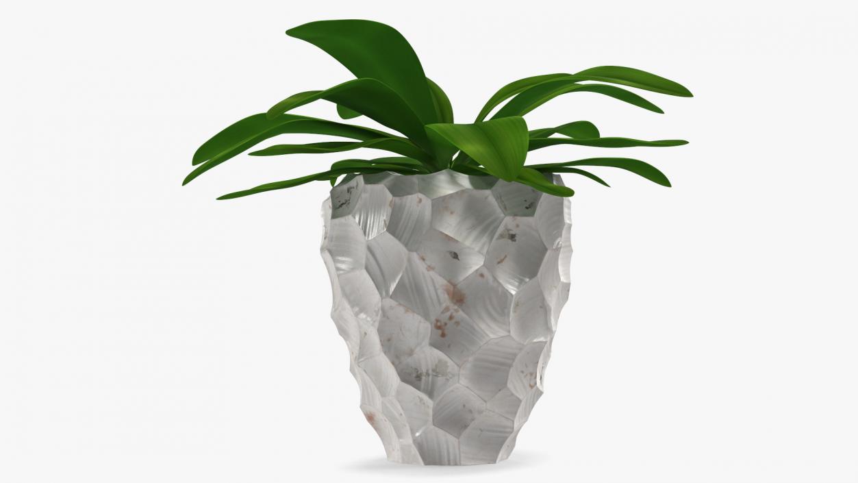 Cordyline Glauca in Modern Flower Pot 3D