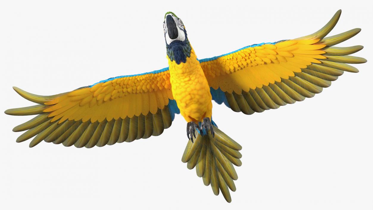 3D model Blue and Yellow Macaw Parrot Flight Pose