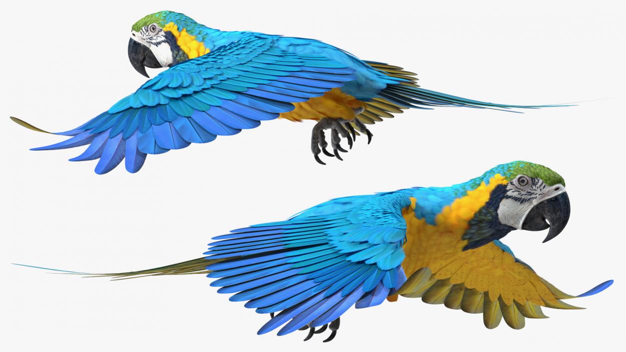 3D model Blue and Yellow Macaw Parrot Flight Pose