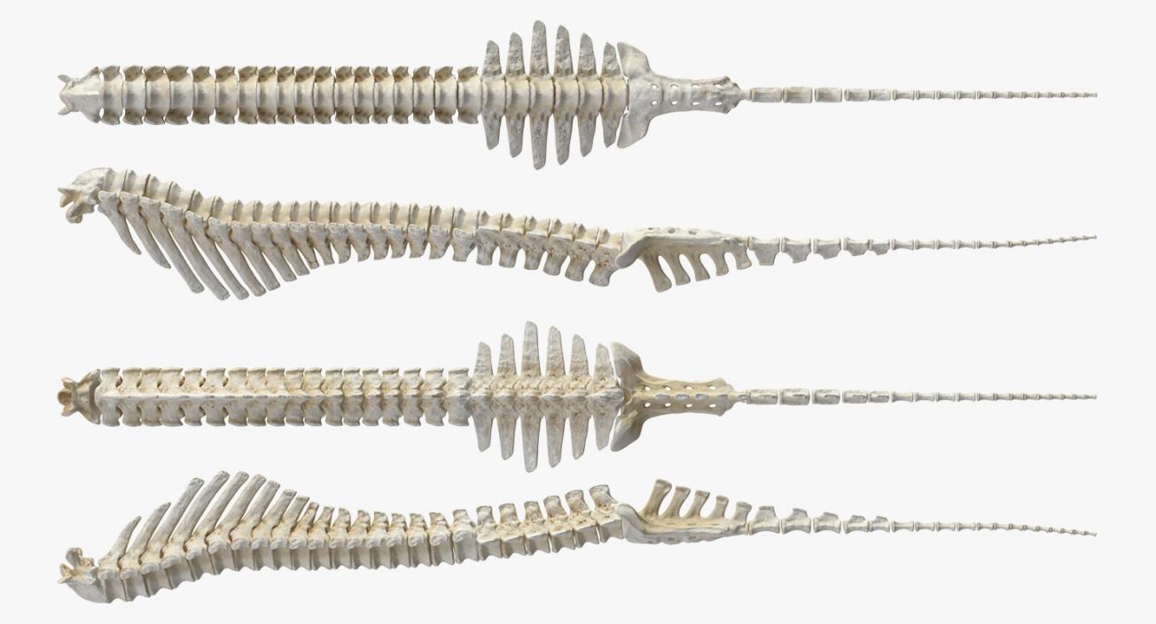 3D Animal Spine Vertebrae Bones model