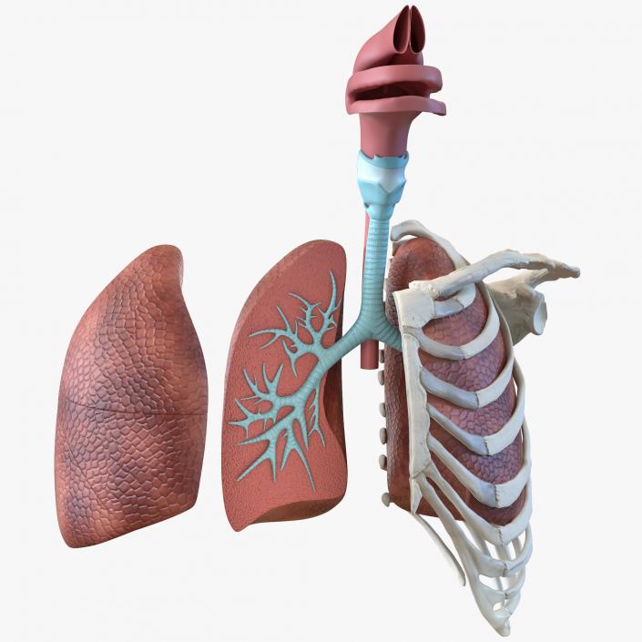 3D model Human Respiratory System Trachea Dissection Anatomical Model