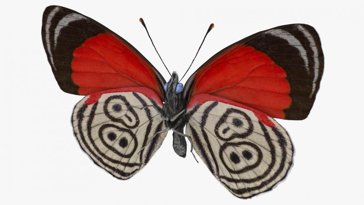 3D Diaethria Clymena Butterfly Fur