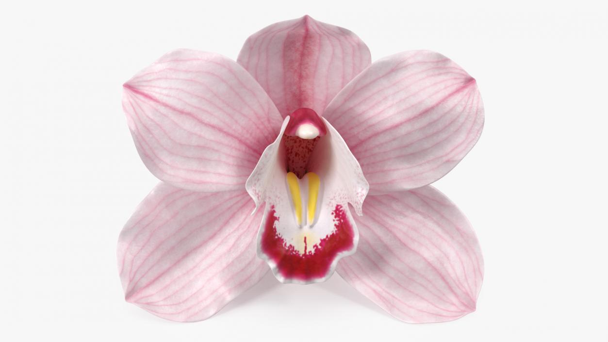 3D Hybrid Orchid Pink model