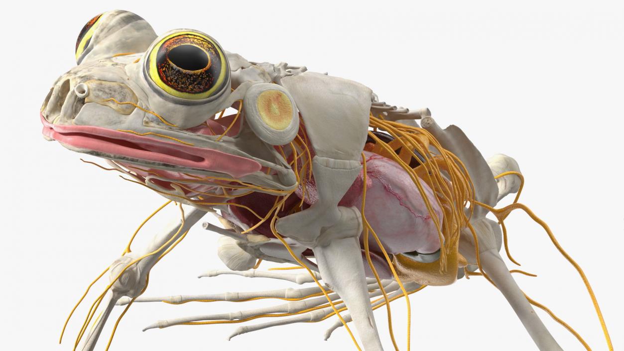 Frog Nervous System 3D model
