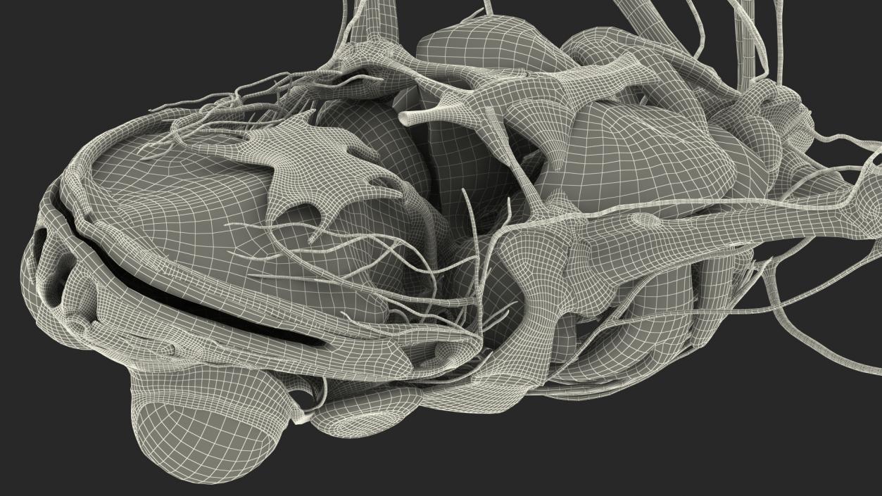Frog Nervous System 3D model