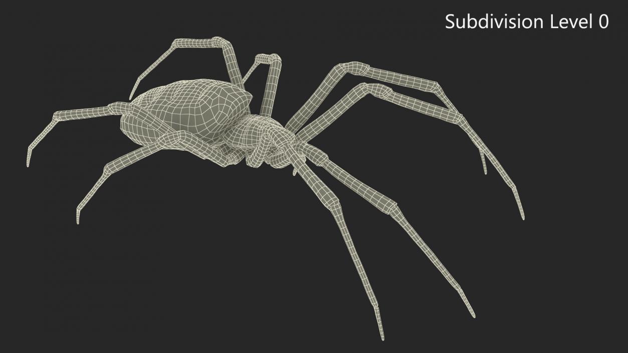 3D Argiope Trifasciata Spider