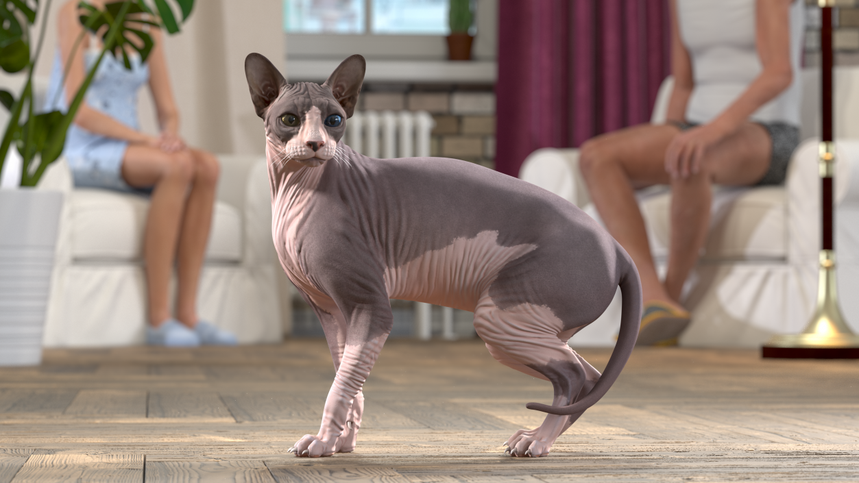 3D Bicolor Sphynx Cat model